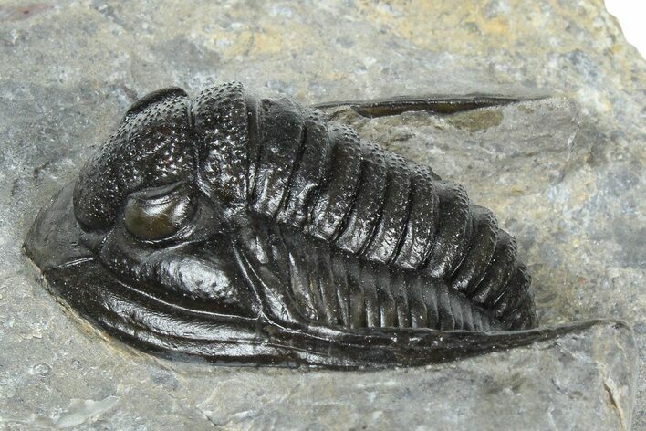 Detailed Cornuproetus Trilobite Fossil - Ofaten, Morocco #363000
